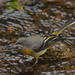 Grey Wagtail in the stream......... by ziggy77
