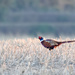 Pheasant by shepherdmanswife