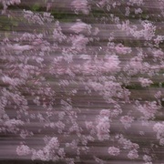 3rd Mar 2019 - Flowering Cherry Blossom