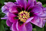 3rd Mar 2019 - Purple Peony