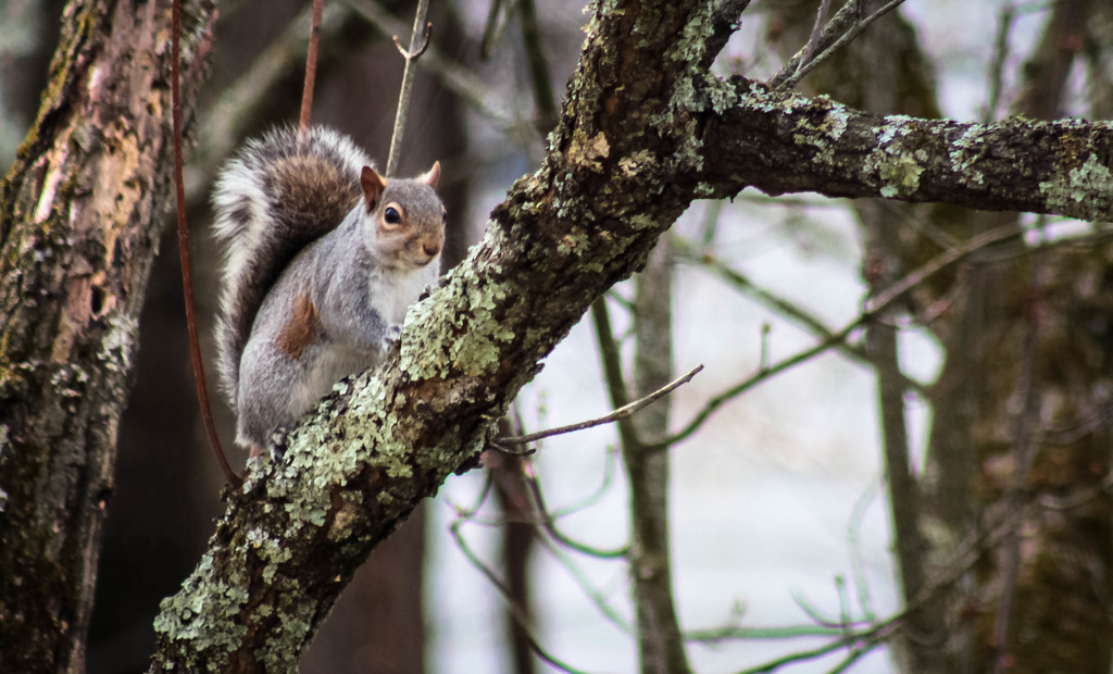 Hello little squirrel by mittens
