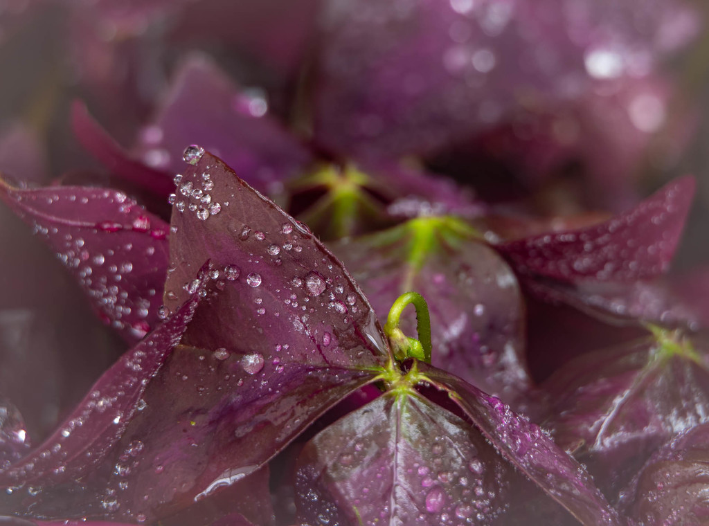 Purple leaves by haskar