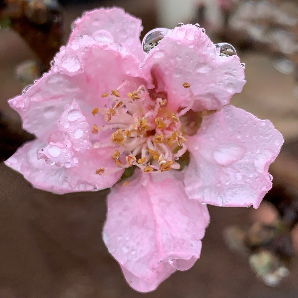 Pink blossom by shutterbug49