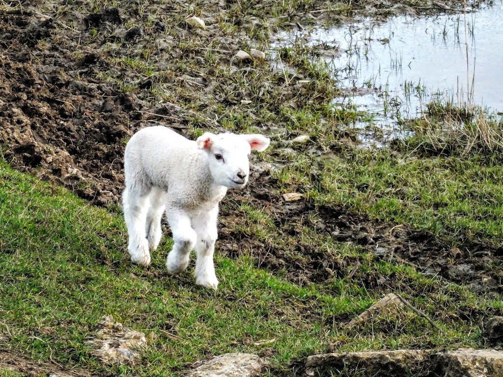 Cute lamb! by bigmxx