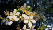 3rd Mar 2019 - Cherry Plum blossom