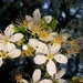 Cherry Plum blossom by julienne1