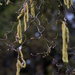 Corylus avellana contorta by parisouailleurs