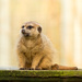Meerkat by leonbuys83