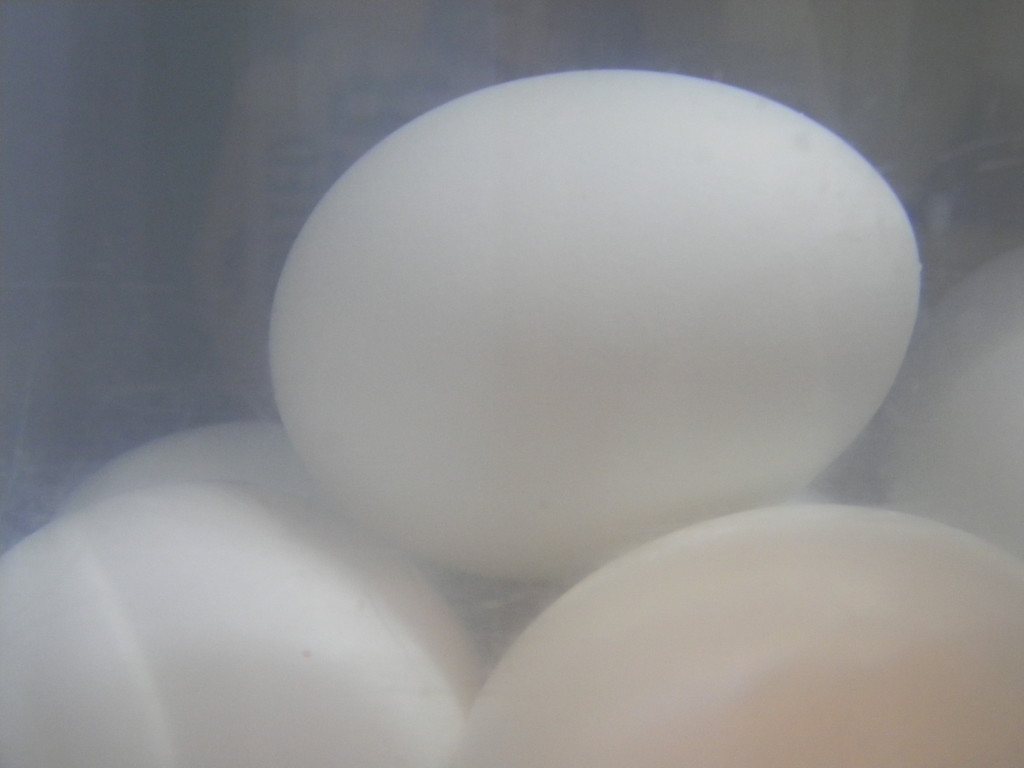 Boiled Eggs by sfeldphotos