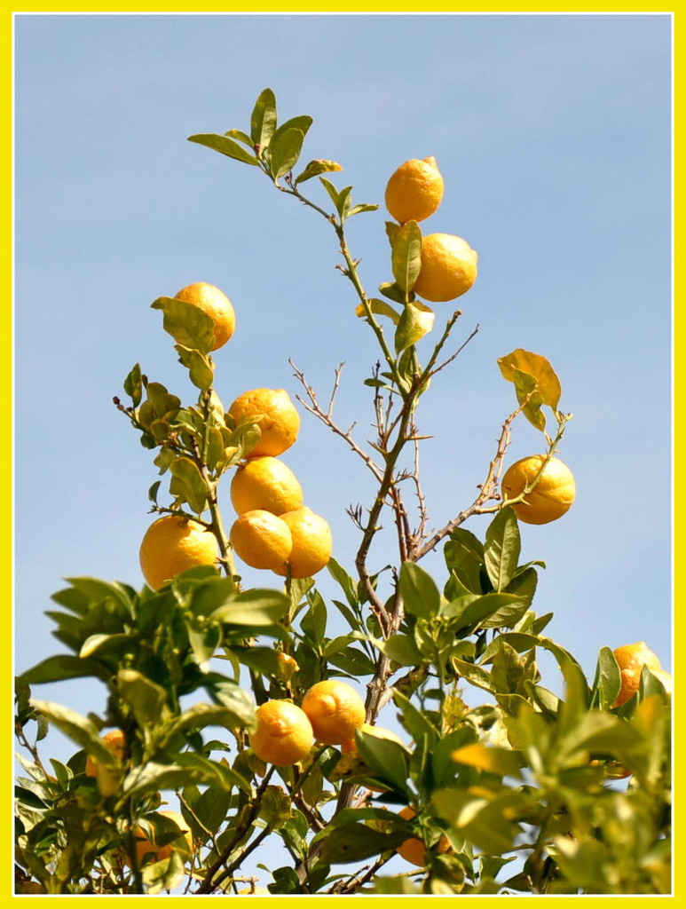 Lemons by stownsend