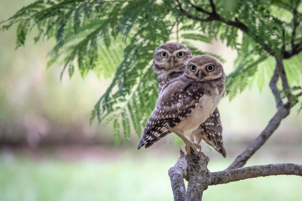 First Owls by jyokota