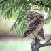 First Owls by jyokota
