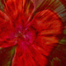Rainbow Month - Red flower burst by annied