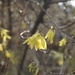 Early Forsythia by allie912