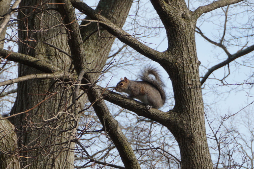 Squirrel, framed by allie912