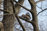 4th Mar 2019 - Squirrel, framed