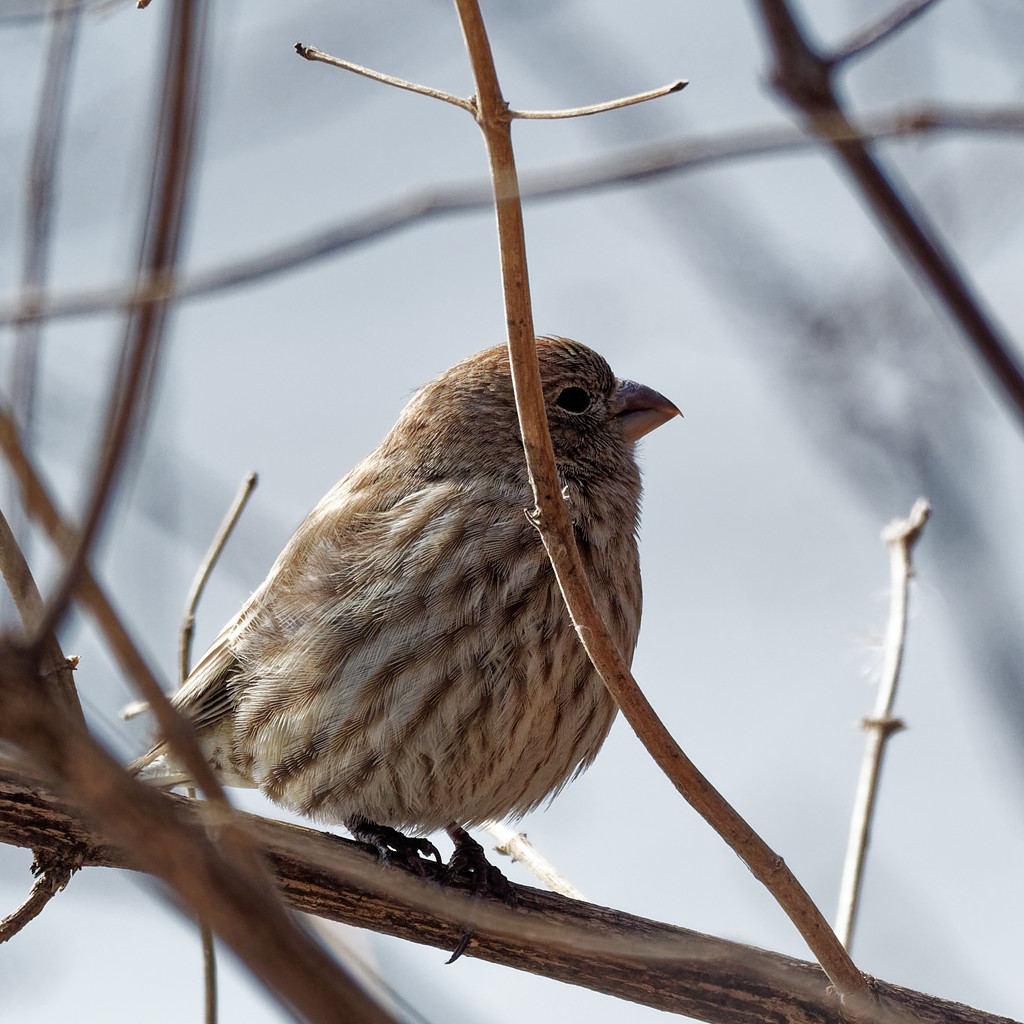House finch by rminer