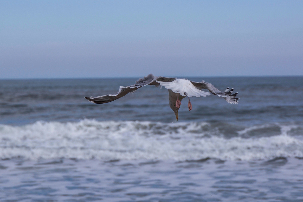 Clamming, seagull style by berelaxed