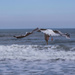 Clamming, seagull style by berelaxed