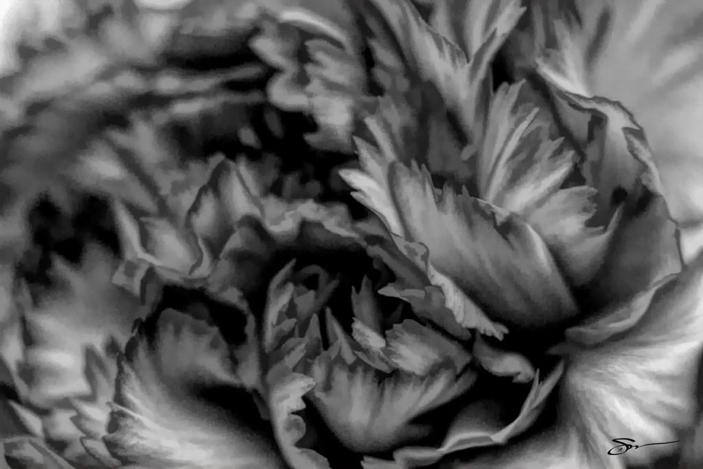 Black & White Carnation by skipt07