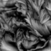 Black & White Carnation by skipt07
