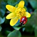 First  Ladybird. by wendyfrost