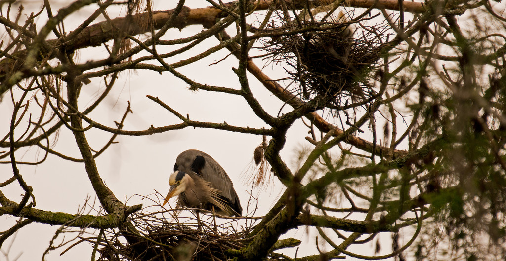 Momma Blue Heron, Still Checking Out Her Nest! by rickster549