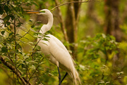3rd Mar 2019 - The Egrets Are Still Looking for Twigs!