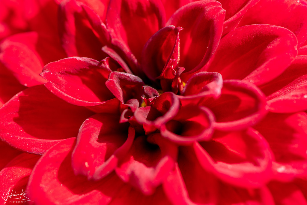 Red Dahlia by yorkshirekiwi