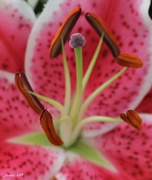 3rd Mar 2019 - Lily Up Close
