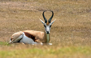 4th Mar 2019 - Springbuck male