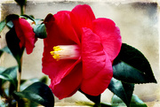 4th Mar 2019 - Red:  Camellia
