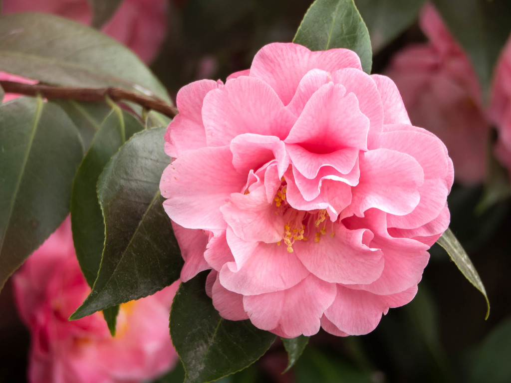 Pink Camellia flower by haskar