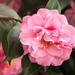 Pink Camellia flower by haskar