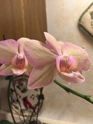 3rd Mar 2019 - Pink orchids 