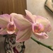 Pink orchids  by kchuk