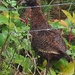 This is a weka a NZ native bird spotted at Matai Bay Northland  by Dawn