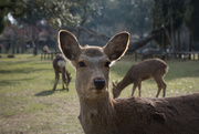 2nd Mar 2019 - Nara deer