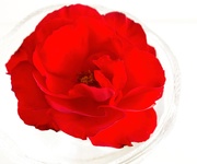 4th Mar 2019 - My last red rose 