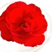 My last red rose  by kiwinanna