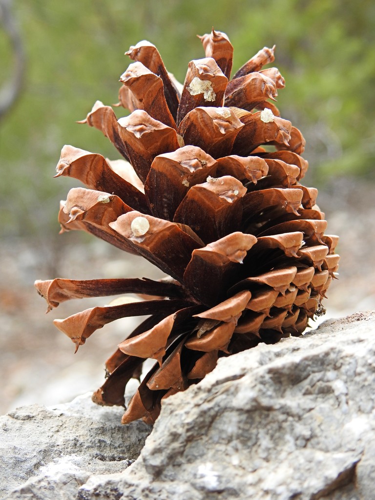 Pinecone by janeandcharlie