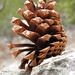 Pinecone by janeandcharlie