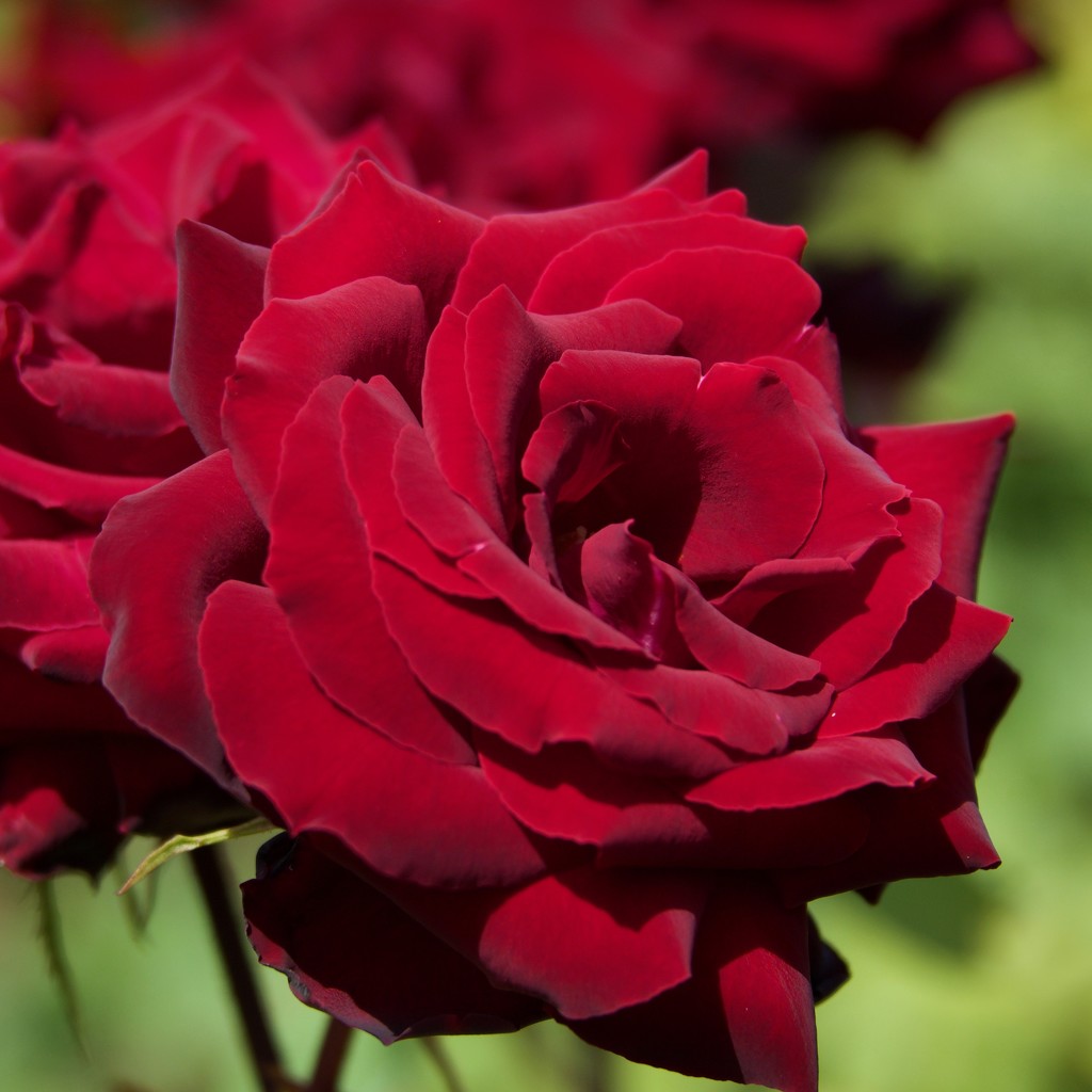 Red Roses..._DSC6434 by merrelyn