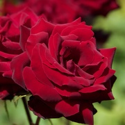 4th Mar 2019 - Red Roses..._DSC6434