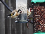 4th Mar 2019 - Goldfinches
