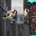 Goldfinches by mattjcuk