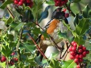 4th Mar 2019 - Spotted Towhee