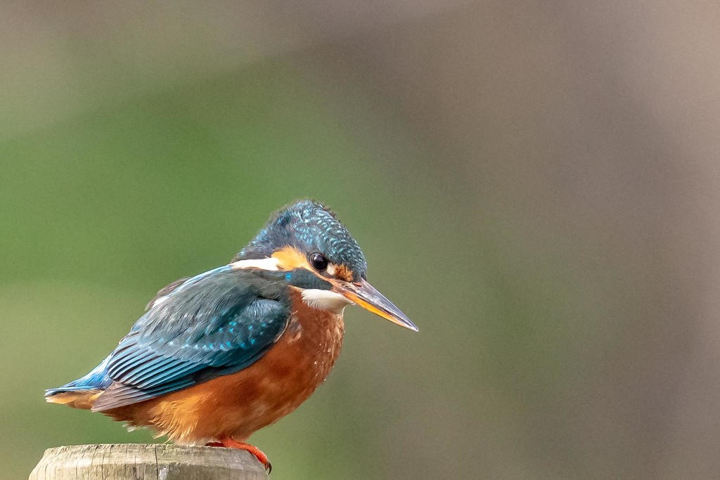 Female Kingfisher-best I have seen this year. by padlock