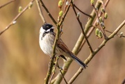 3rd Mar 2019 - Reed Bunting-male