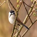 Reed Bunting-male by padlock